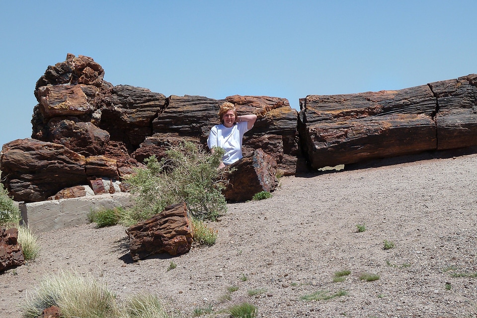 Park petrified wood colorful
