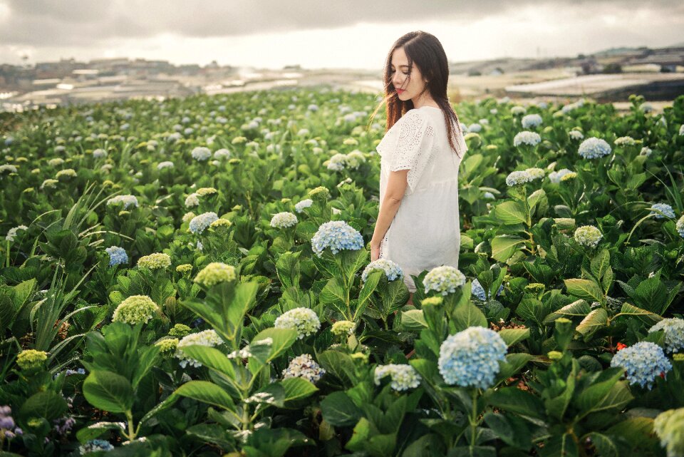 Woman girl hydrangea