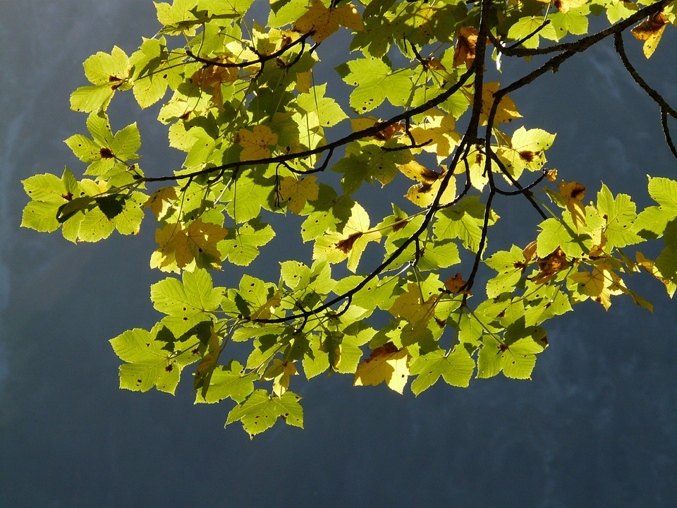 Autumn acer pseudoplatanus maple