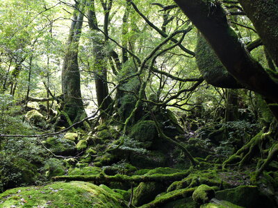Yakushima forest photo
