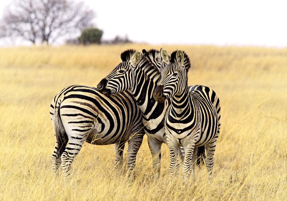 Zebra animal photo