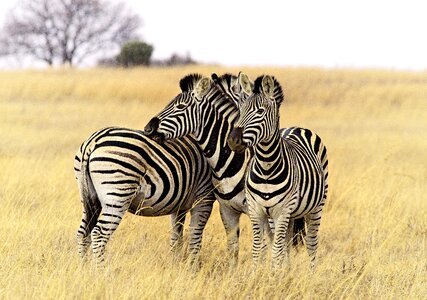 Zebra animal photo