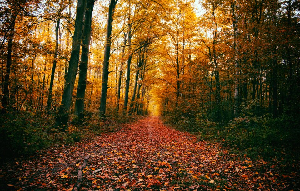 Autumn forest path photo