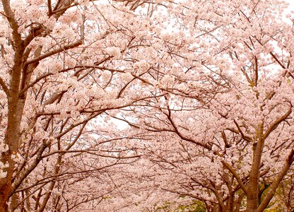 Cherry blossoms flower