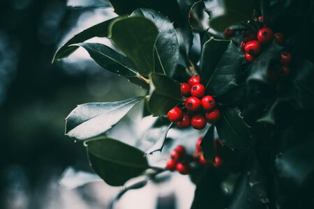 Christmas holly