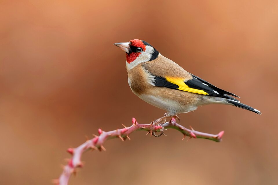 European goldfinch bird