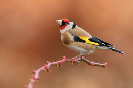 European goldfinch bird photo