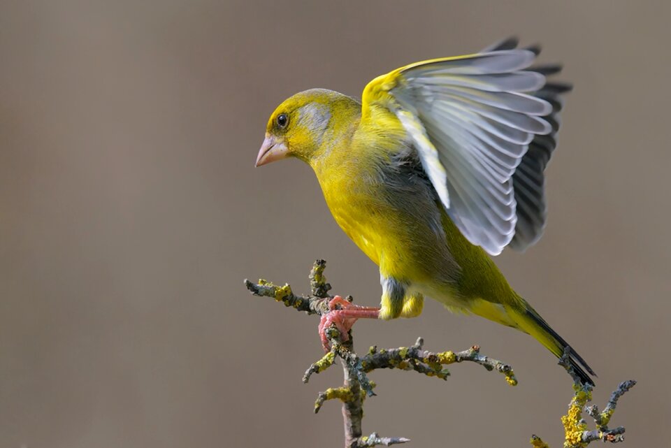European greenfinch bird