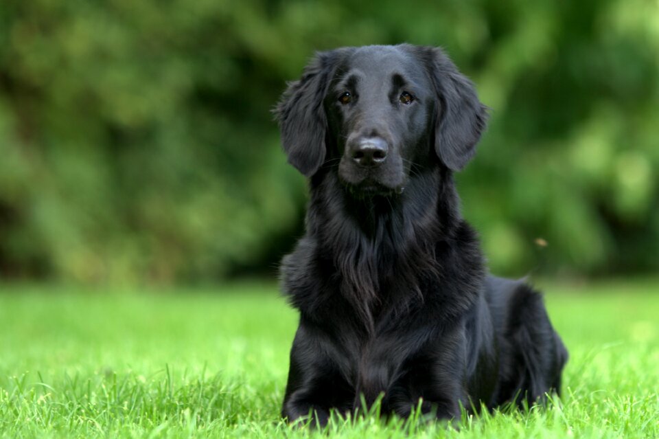 Flat coated retriever dog