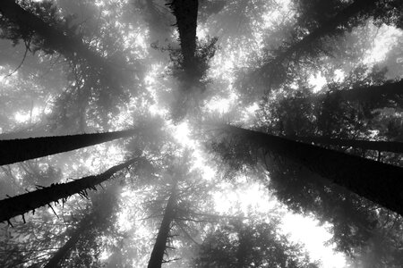 Fog trees forest