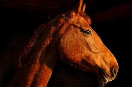 Horse animal