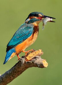 Kingfisher bird photo