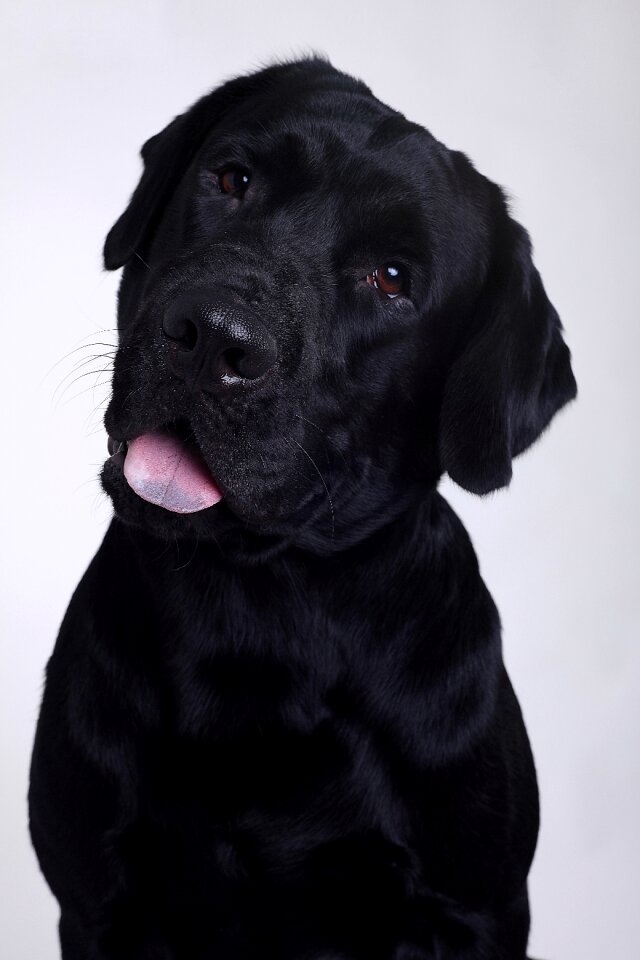 Labrador retriever dog