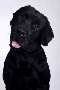 Labrador retriever dog