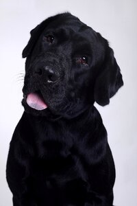 Labrador retriever dog photo