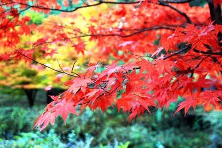 Maple autumn leaves photo