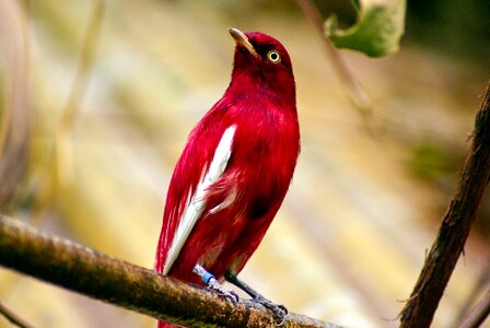 Pompadour cotinga bird