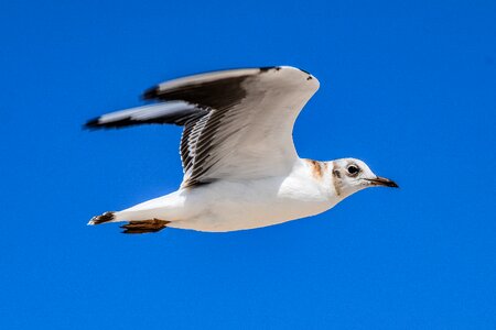 Seagull bird