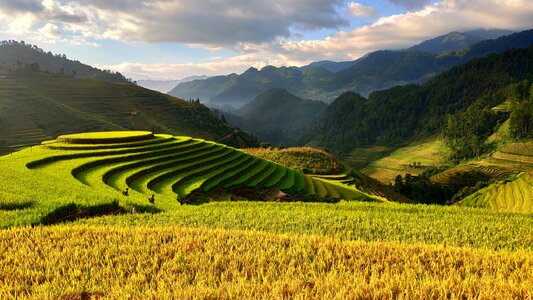 Terraced rice fields