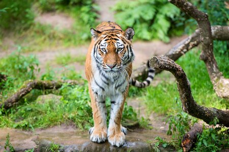 Tiger animal photo