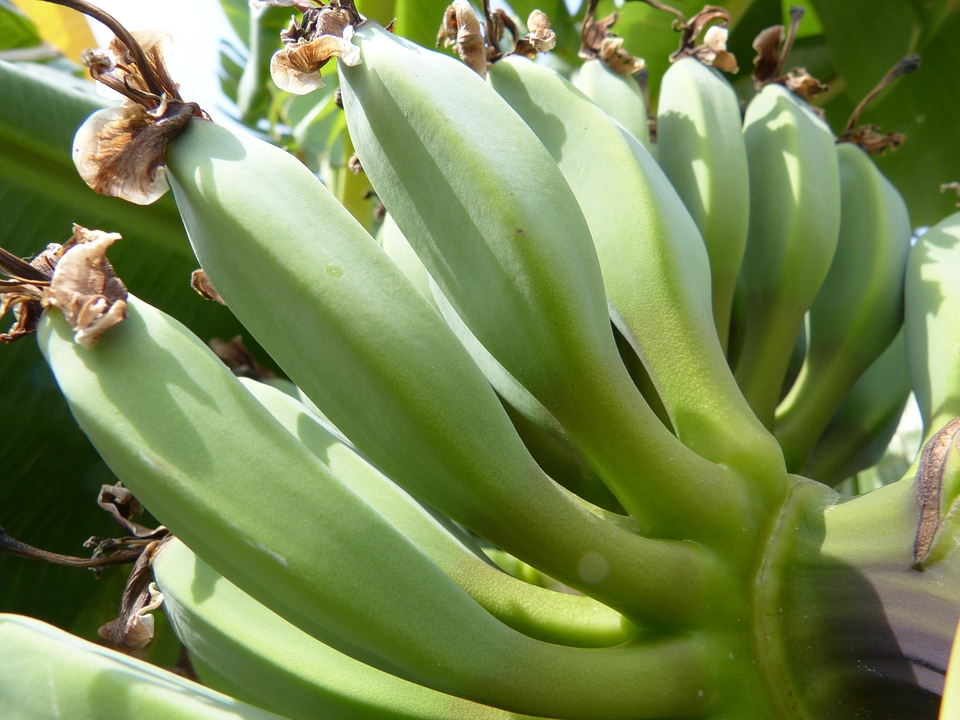 Plant fruit tropical