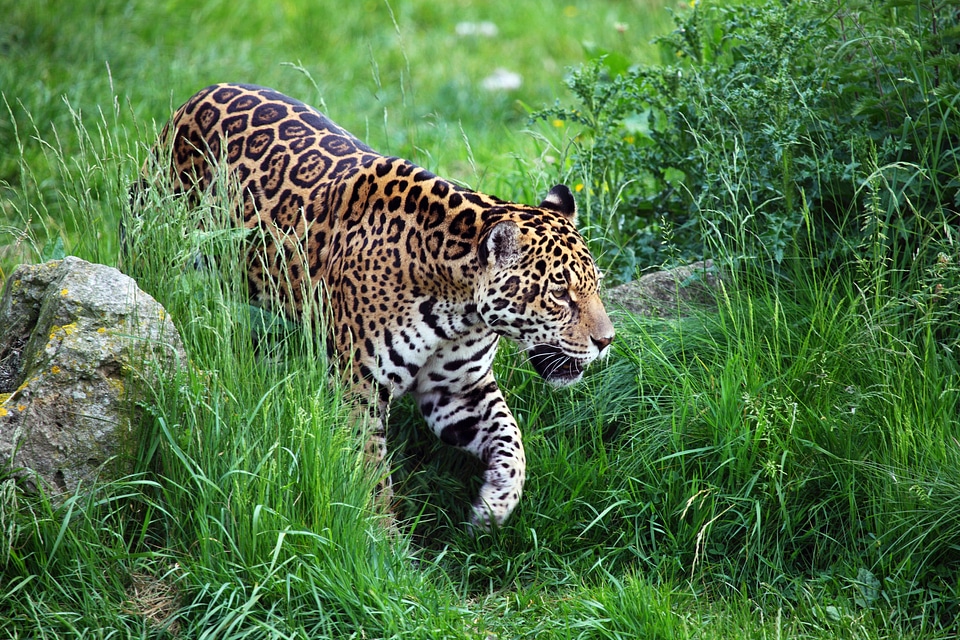Dangerous endangered feline