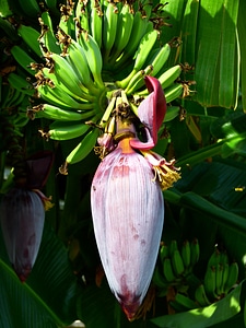 Banana flower fruit green healthy