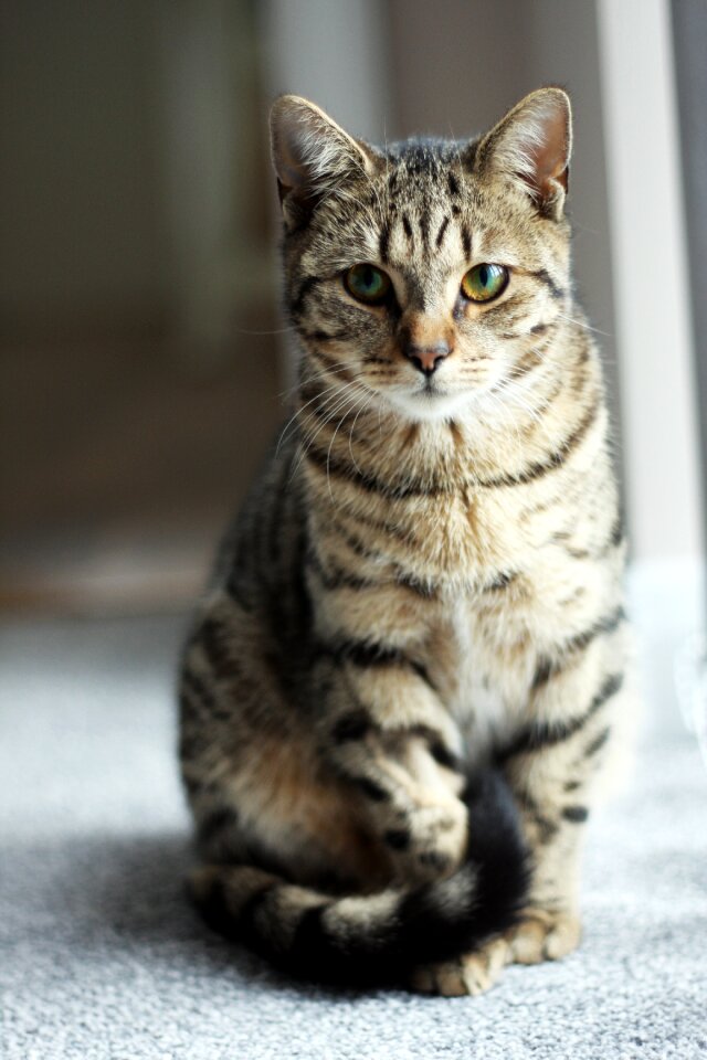 Cat animal