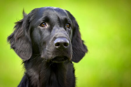 Flat coated retriever dog