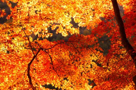 Maple autumn leaves photo