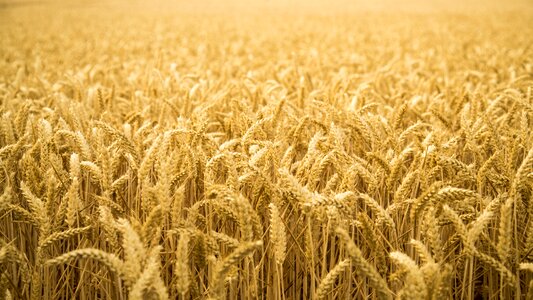 Wheat field photo