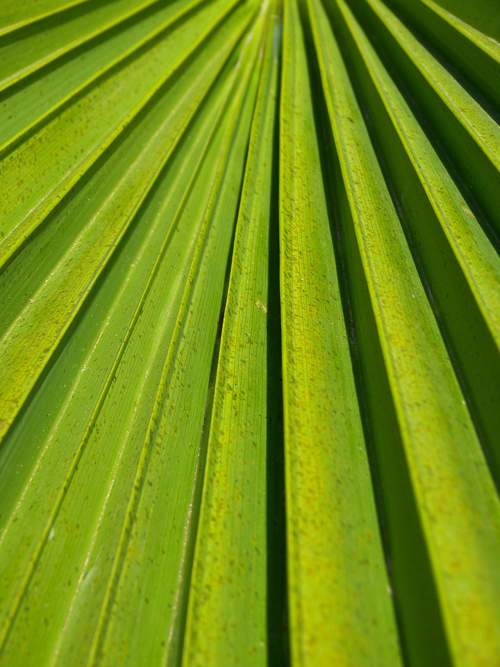 Green palm leaf plant