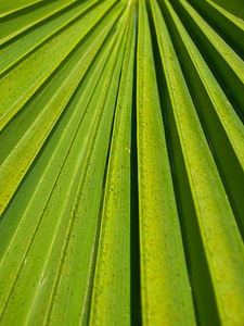 Green palm leaf plant