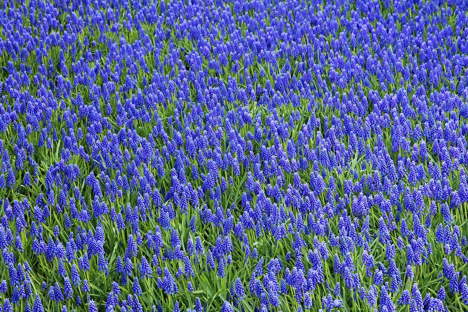 Colorful flora background