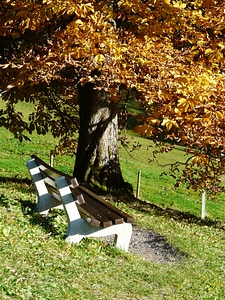 Cozy seat fall leaves