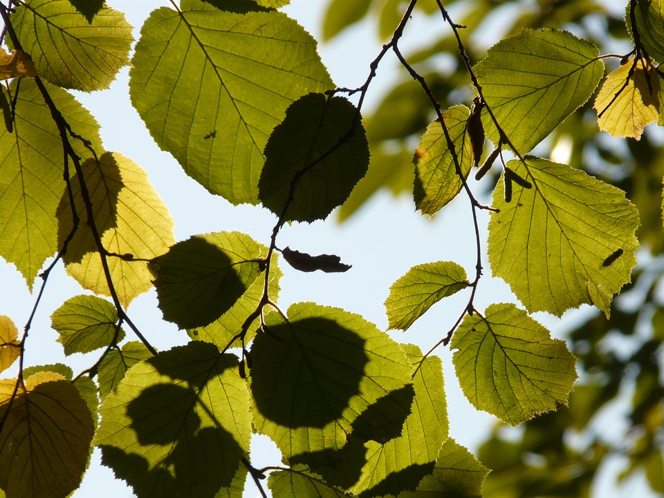 Walnut hazelnut hazelnut tree