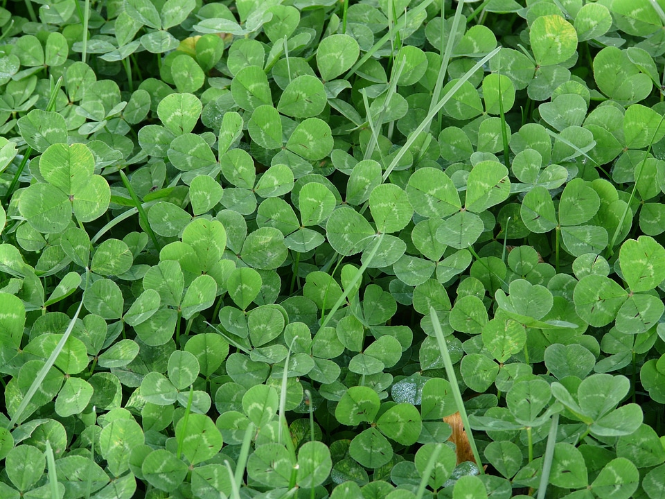 Red clover fodder plant green