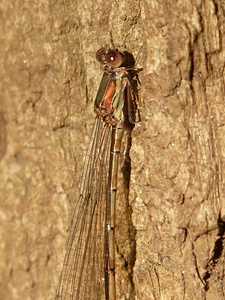 Compound stalk eyed common weidenjungfer