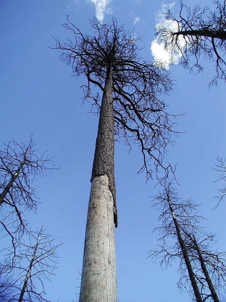 Burned pine waste
