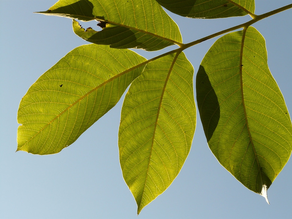 Walnut tree walnut walnussbamublatt