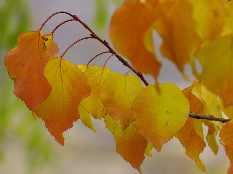 Fall leaves fall foliage autumn