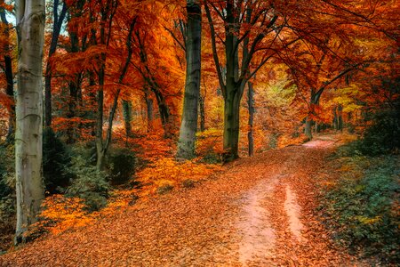 Autumn forest path photo