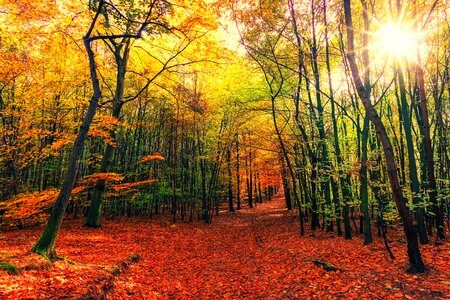 Autumn forest sunlight path