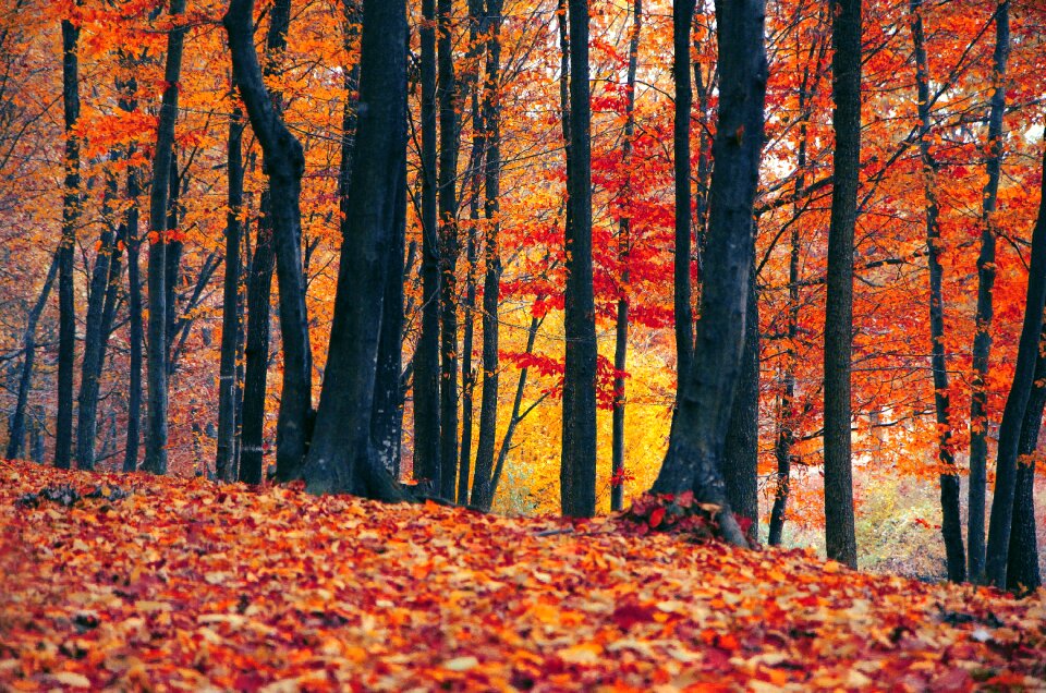 Autumn forest trees