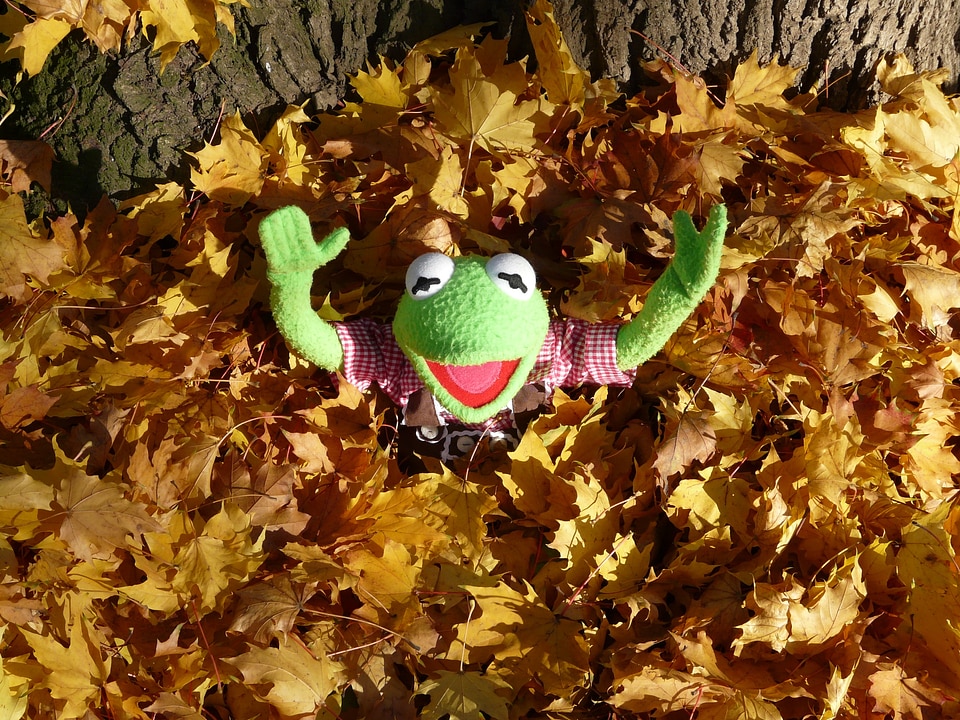 Leaf piles cheer hurray