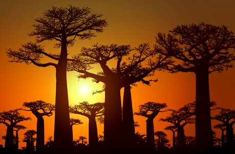 Baobab trees sunset