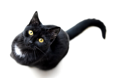 Black cat animal