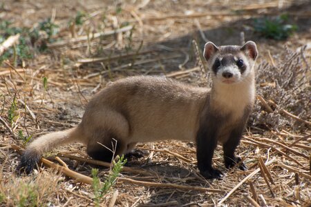 Black footed ferret animal