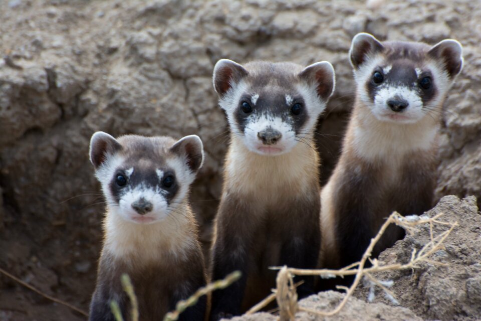 Black footed ferrets animal