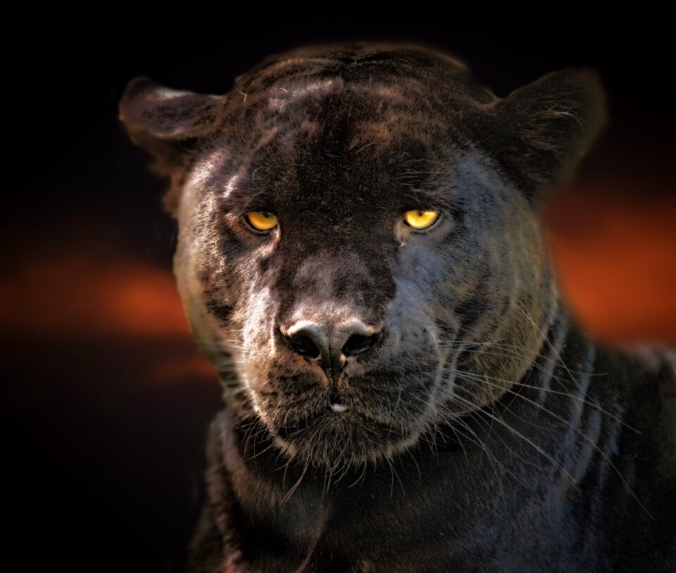 Black panther animal